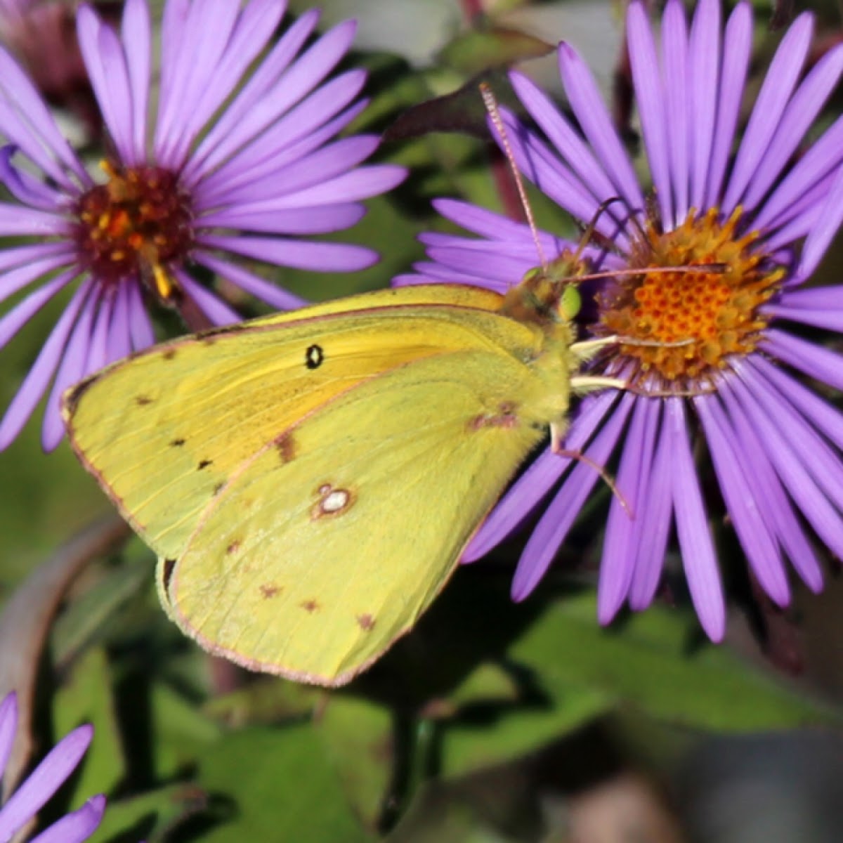 Clouded Sulphur Butterfly (Common Sulphur)