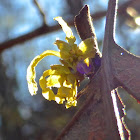 American Witch-hazel