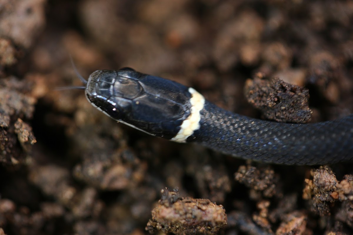 Ringneck Snake