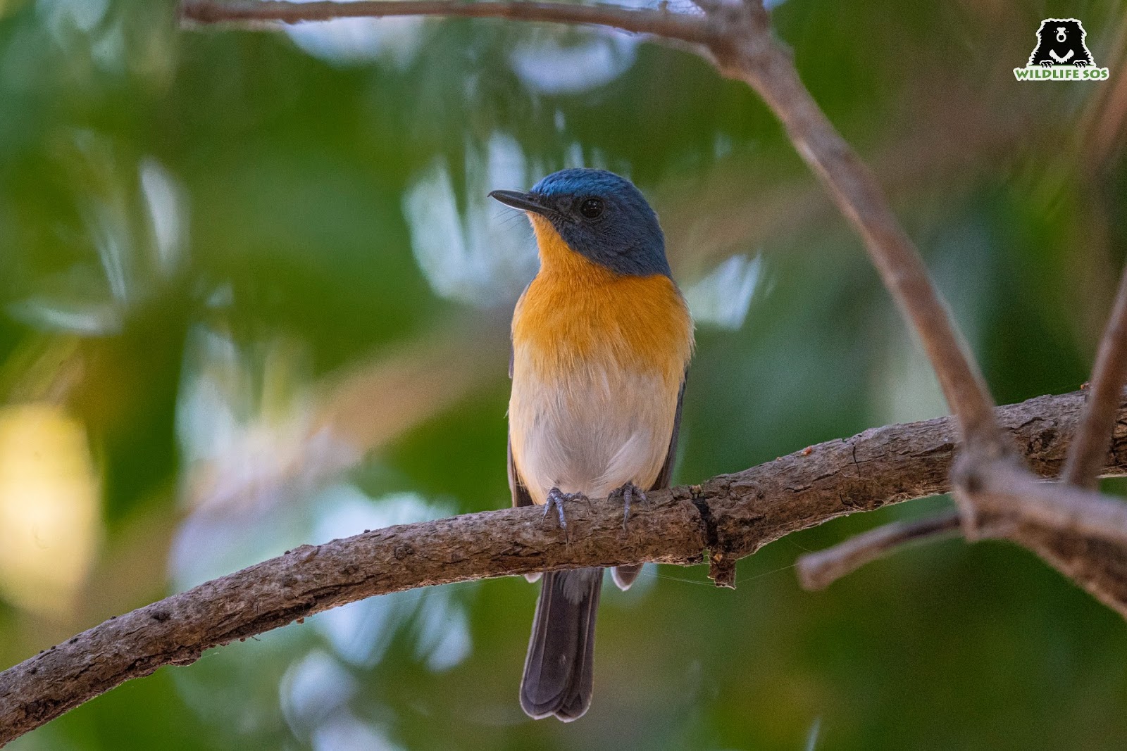 tickell's blue flycatcher