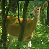 White-tailed Deer