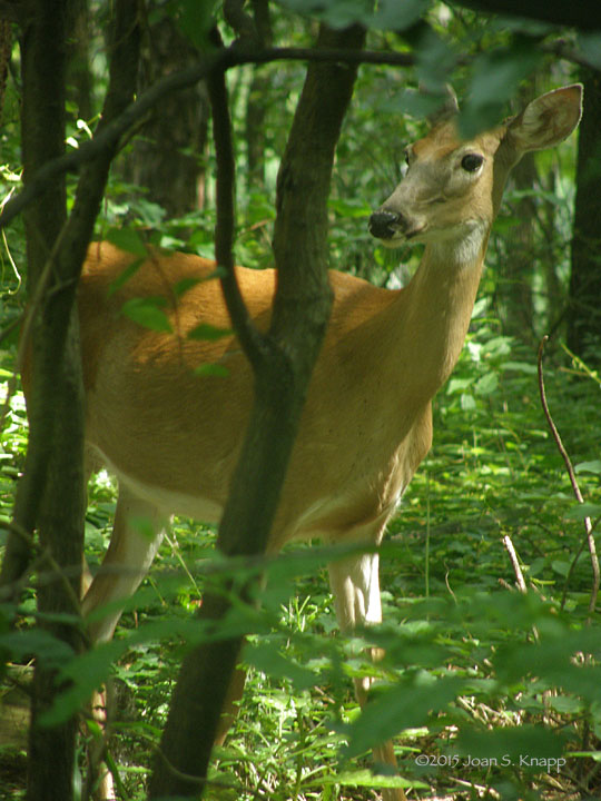 White-tailed Deer