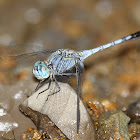 Chalky percher