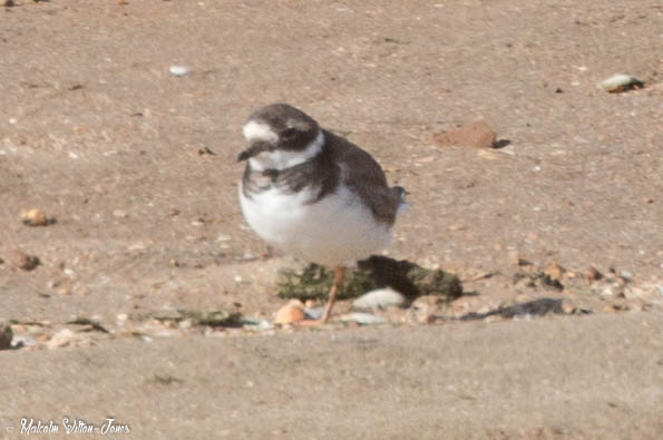 Ringed Plover