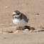 Ringed Plover