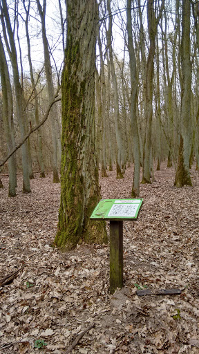 Leśna Tablica Edukacyjna - Robinia Akacjowa