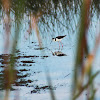 Black-necked Stilt