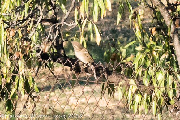 House Sparrow; Gorrión Común