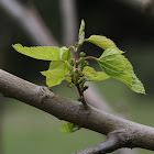 White Mulberry