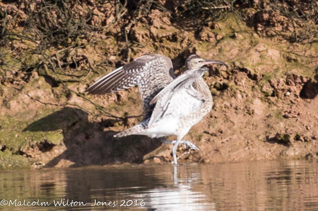 Whimbrel; Zarapito Trinador