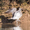 Whimbrel; Zarapito Trinador