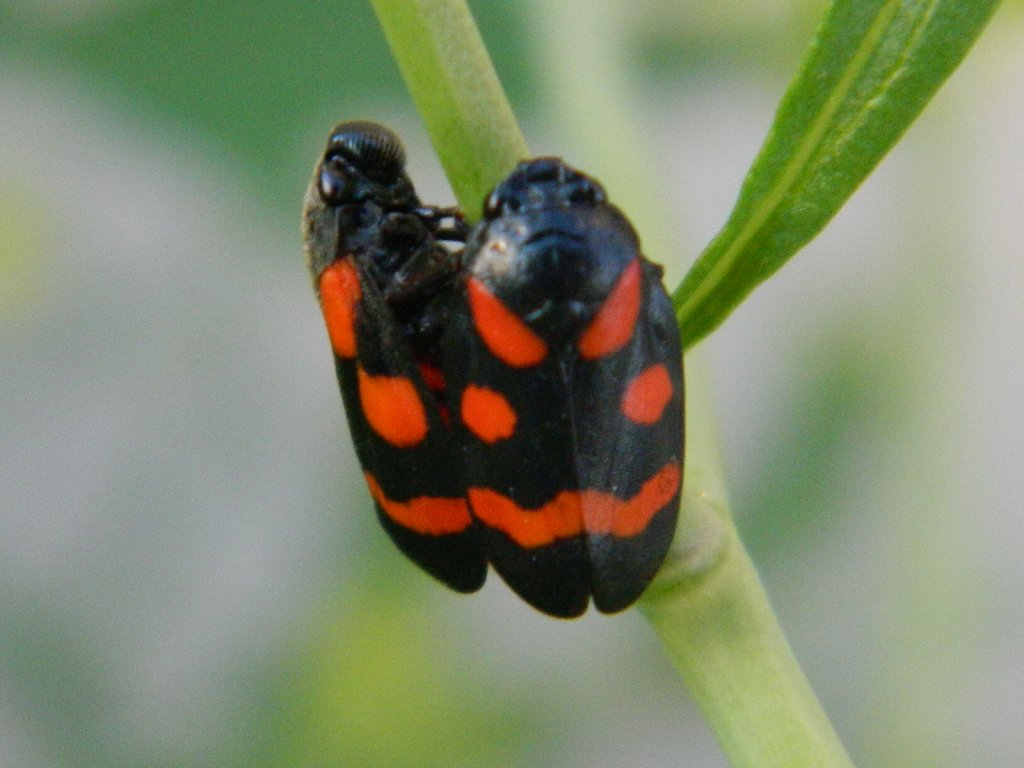 Mating Cercopis froghoppers