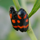 Mating Cercopis froghoppers