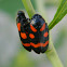 Mating Cercopis froghoppers