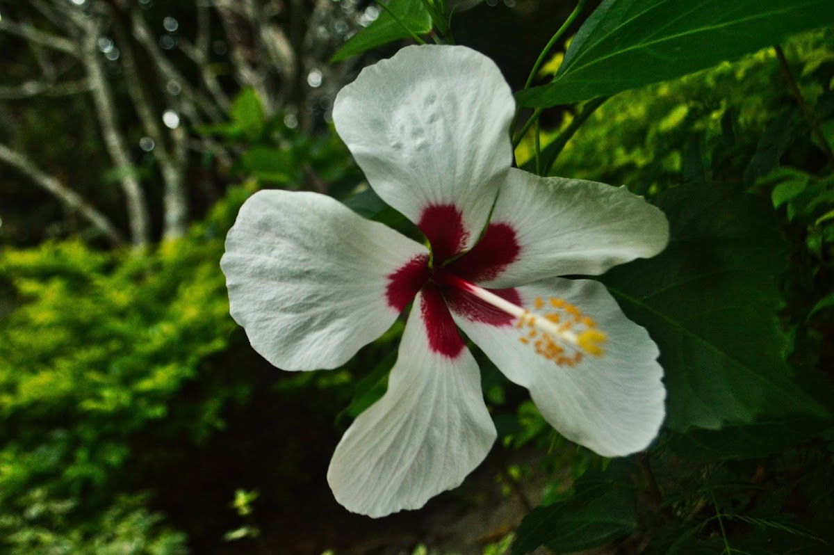 Rosemallows