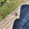 White-marked Tussock Moth