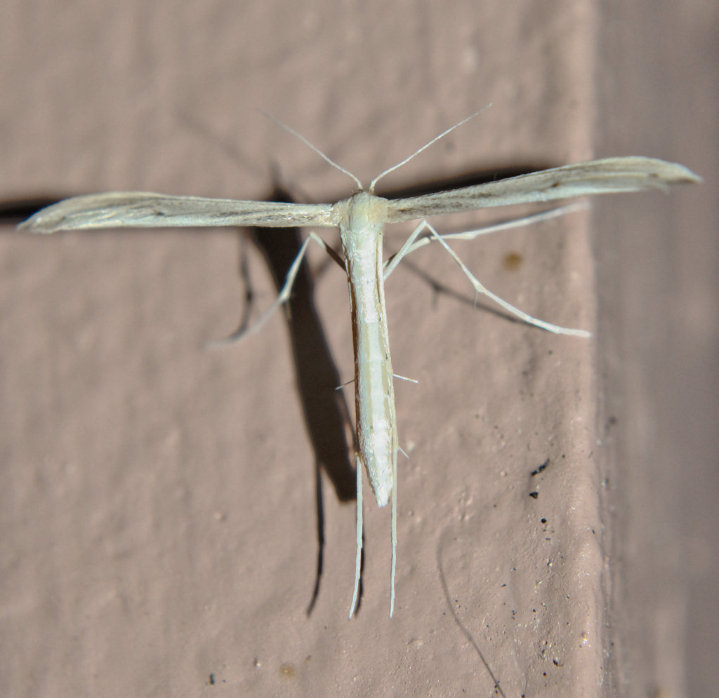 Plume Moth