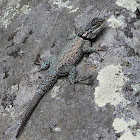 Desert spiny lizard