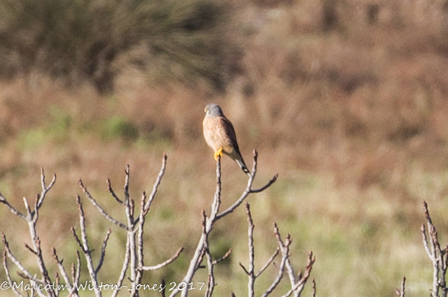 Kestrel