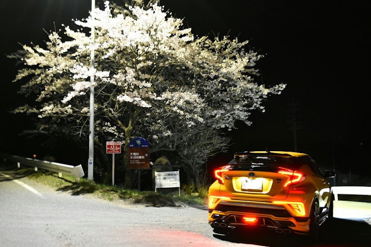 C-HRの桜と愛車のコラボ・外灯の下・コロナウイルスに負けるな・お尻に関するカスタム事例の投稿画像2枚目