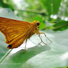 Plain palm dart