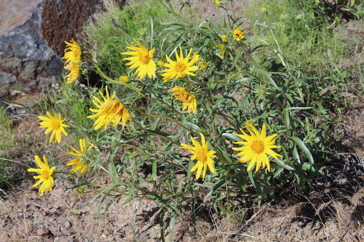 Cusick's sunflower