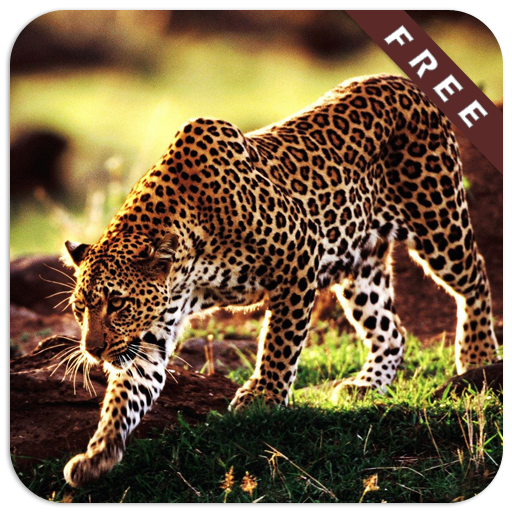 Cheetah Jeux icon