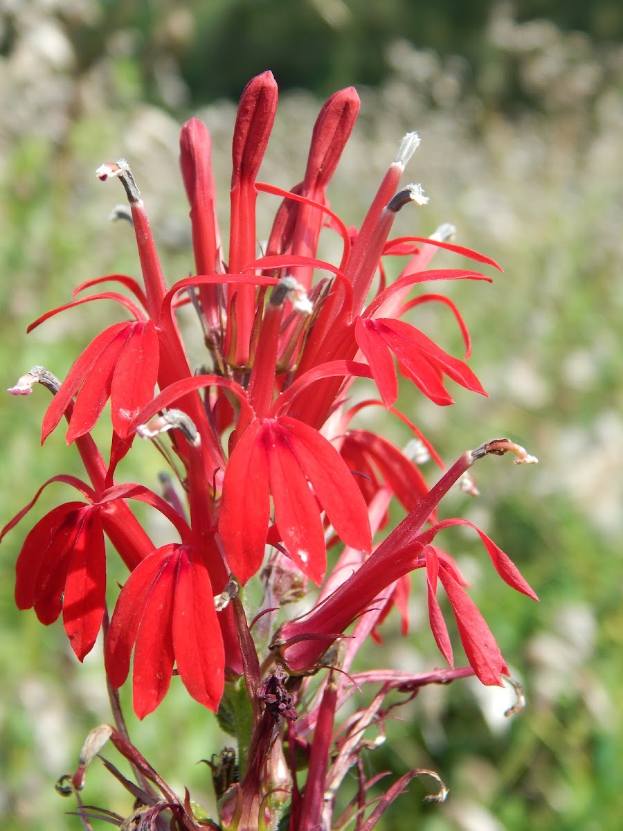 Cardinal Flower