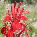 Cardinal Flower