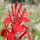 Cardinal Flower