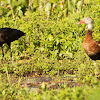 Glossy Ibis and Black-bellied Whistling Duck