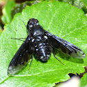 Bee-fly; Mosca abeja