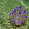 Angelvaldesi Nudibranch