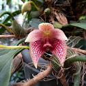 Elegant Bulbophyllum