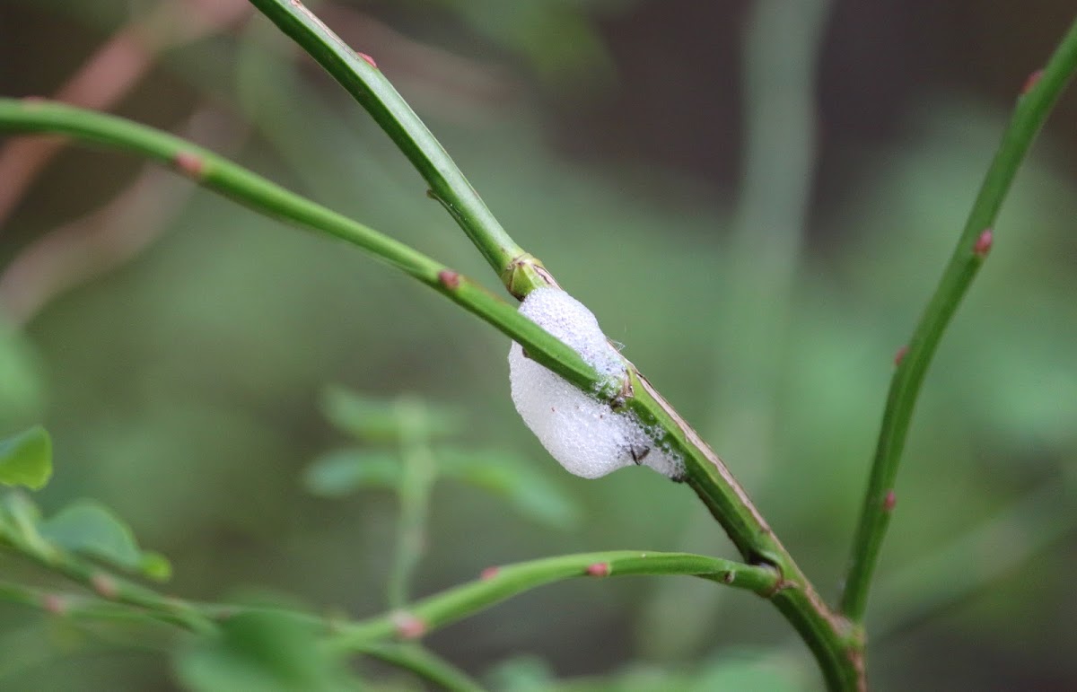 Meadow spittlebug