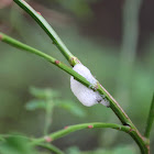 Meadow spittlebug