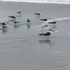 Black Skimmer