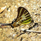 Euphrates Swordtail