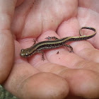 Three-lined salamander