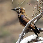 Rufous-crowned Roller