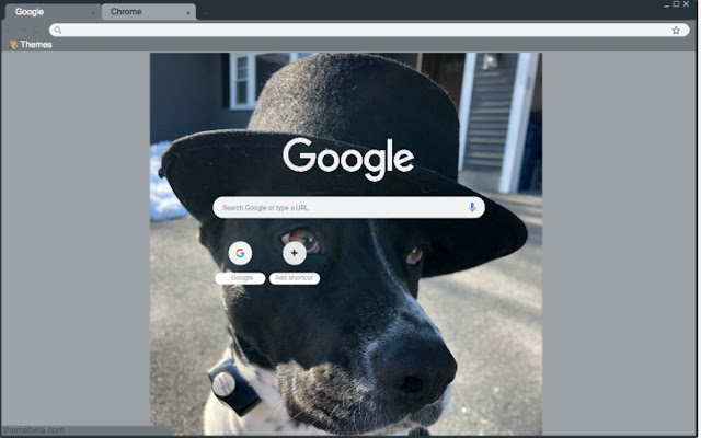 Dog with a Fedora chrome extension