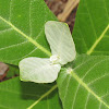 Butterfly Milkweed