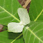 Butterfly Milkweed