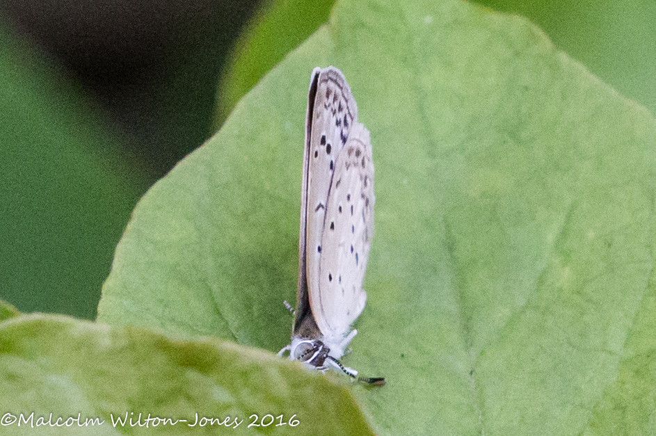 Pale Grass Blue