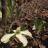 Dogwood tree