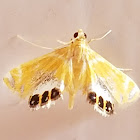 Crambid moth