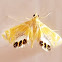 Crambid moth