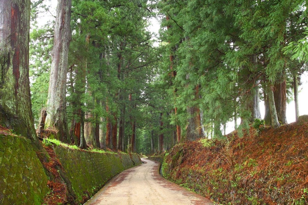 Cedar Avenue de Nikko, a avenida arborizada mais longa do mundo