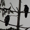 Common Raven ?