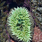 Giant Green Anemone